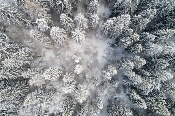 istock Aerial view of trees covered with snow 1091842536