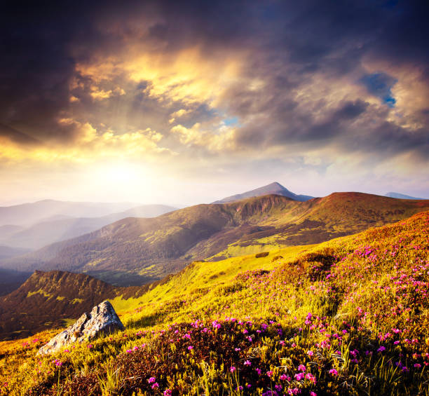 istock Magic pink rhododendron flowers on summer mountain. Dramatic overcast sky. Carpathian, Ukraine, Europe. 1091842768