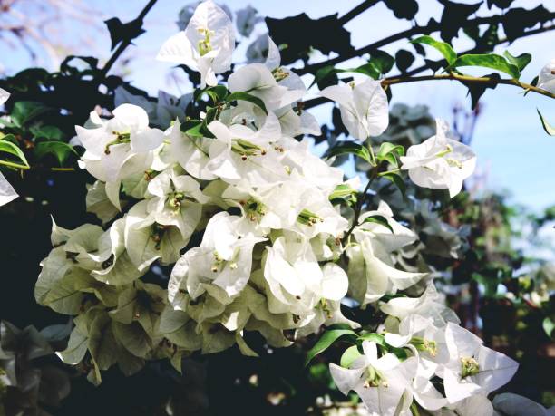 istock blossoming tree brunch with white flowers 1091842902