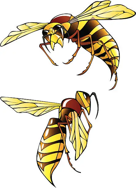 Vector illustration of Hornets