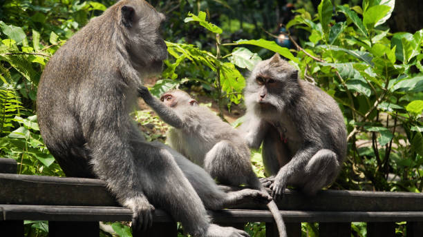 istock Monkeys in the forest in Bali 1091844742