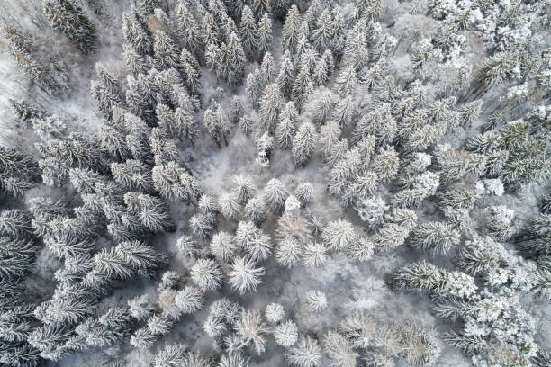 istock Aerial view of trees covered with snow 1091844840