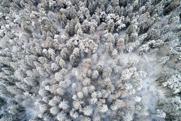 istock Aerial view of pine trees covered with snow 1091845392