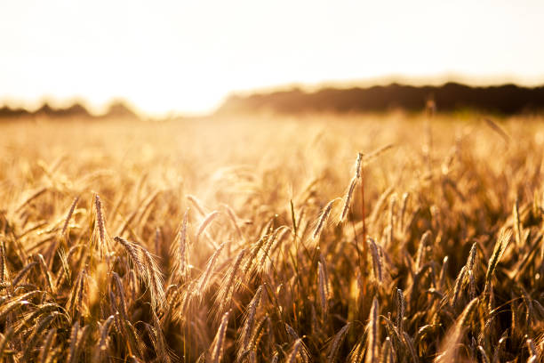 istock Fantastic wheat field at the sunset. Ukraine, Europe. 1091845502