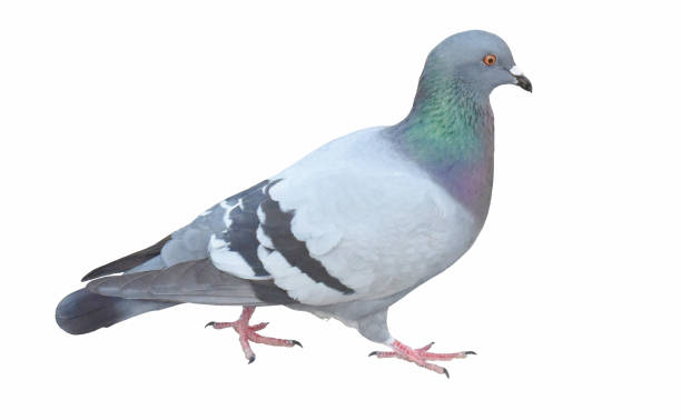 istock Columba livia white background. 1091846854