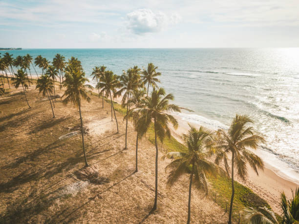 vue du drone sur le littoral avec palm beach à bahia, brésil - nord est photos et images de collection