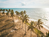 Drone view on coastline with Palm beach in Bahia, Brazil