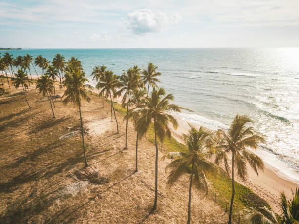 Drone view on coastline with Palm beach in Bahia, Brazil aerial view on idyllic beach in the morning light in Bahia, Brazil low tide stock pictures, royalty-free photos & images