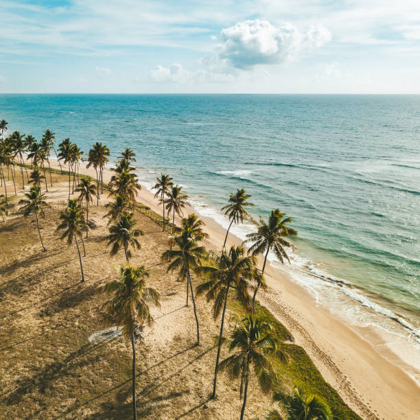 istock view over the palm trees at beach in Bahia, Brazil 1091849704
