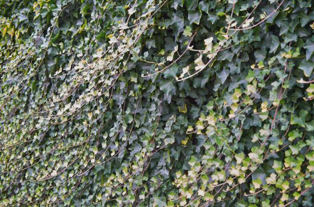 istock Green background with plant ivy, close up. 1091851144