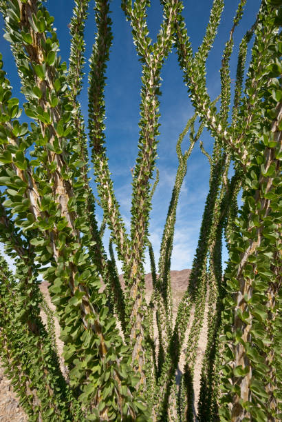 Ocotillo With Leaves The Ocotillo Cactus (Fouquieria splendens) is native to the Sonoran and Colorado Deserts in the southwest United States. It is not a true cactus. It can be found in the southern half of Joshua Tree National Park, California. In one corner of the Pinto Basin is a large collection of these plants, known as the Ocotillo Patch. Also called coachwhip, candlewood, and desert coral, the Ocotillo can grow up to 33 feet tall. For most of its life the Ocotillo appears to be a large collection of dead sticks. When rainfall comes, the spiny stems are quickly covered with small leaves, which may remain for weeks or even months. Soon after the leaves come, the stems of the plant grow a bright crimson flower. jeff goulden joshua tree national park stock pictures, royalty-free photos & images