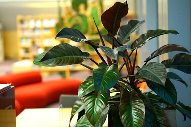 Ornamental plant in the National Library of Latvia Ornamental plant in the National Library of Latvia, Riga calathea photos stock pictures, royalty-free photos & images