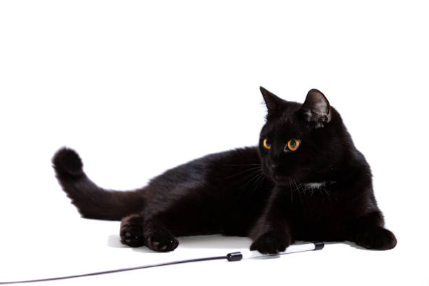 istock Adorable black cat isolated on white background 1091851722