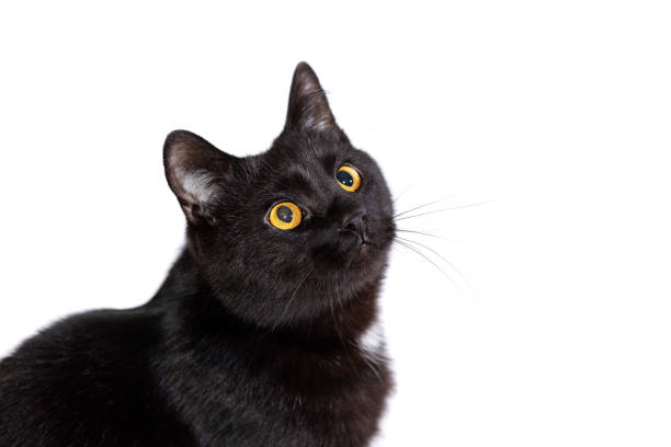 istock Adorable black cat isolated on white background 1091851822