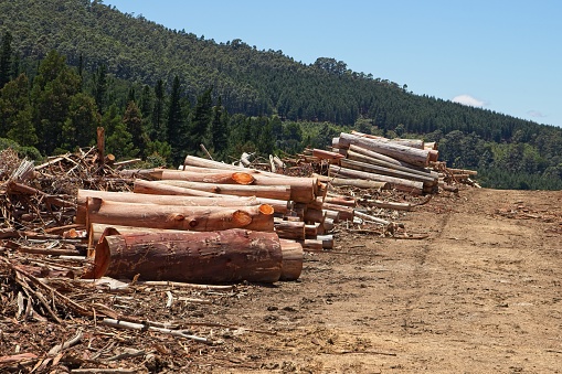 Deforestation concept image consisting of forestry trees that have been felled. Photo taken near Stutterheim, South Africa.