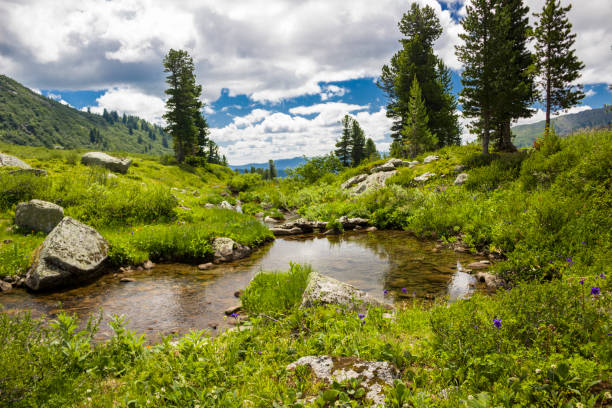 istock Mountain summer landscape in Ergaki park 1091854902