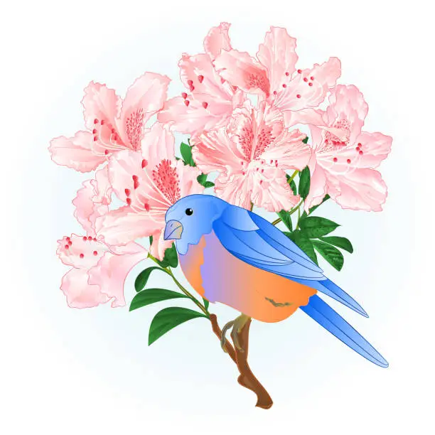 Vector illustration of Small songbirdon Bluebird  thrush and light pink rhododendron spring background vintage vector illustration editable