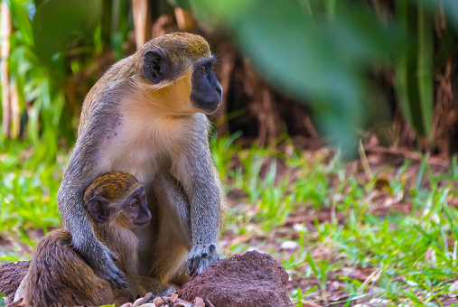 Small family of toque macaque sitting beside the road outside the city called Ella in the Uva Province in Sri Lanka. The toque macaque is a \