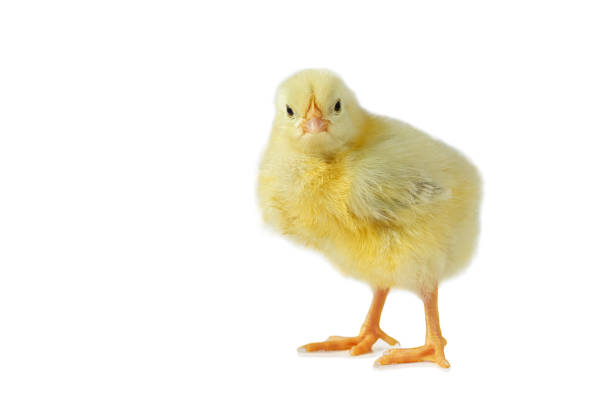 istock yellow cute chick on a white background isolation. 1091855648