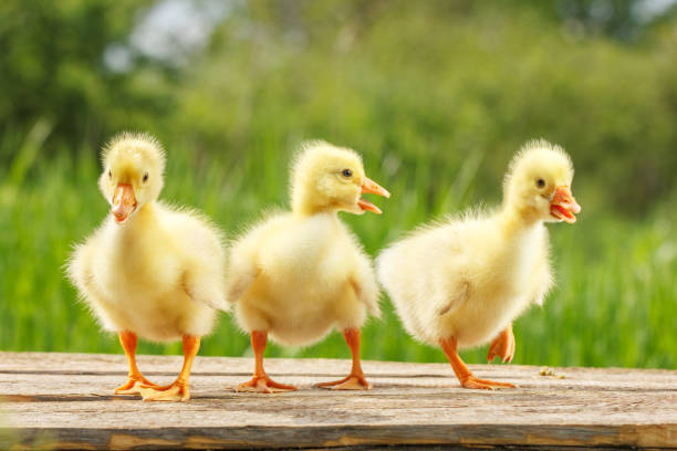 istock yellow little duck geese on natural green background. 1091855770