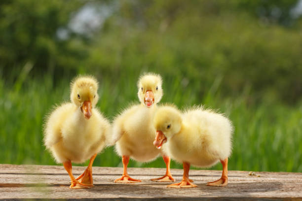 istock yellow little duck geese on natural green background. 1091857018