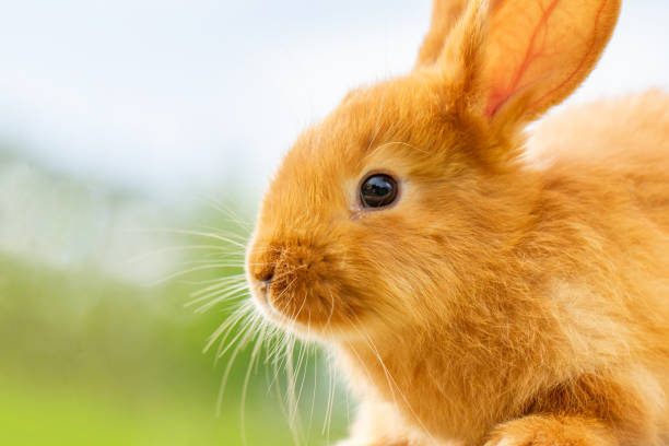 istock cute red rabbit sitting on a green natural background, spring mood. 1091857084