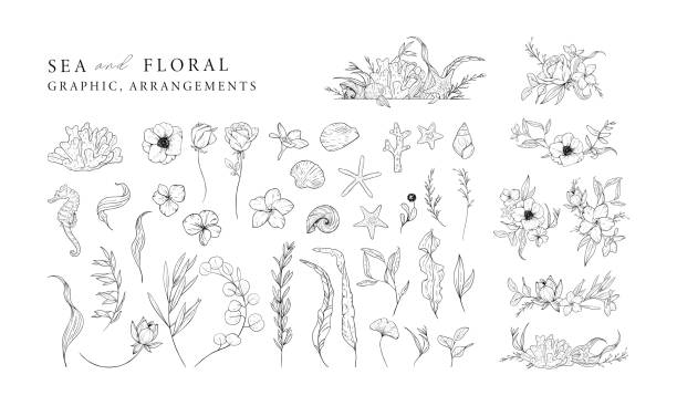 Hand drawn set of marine elements isolated on white. Sea and floral graphic and arrangements. Vector illustrations. Hand drawn set of marine elements isolated on white. Sea and floral graphic and arrangements. Vector illustrations. sea anemone stock illustrations