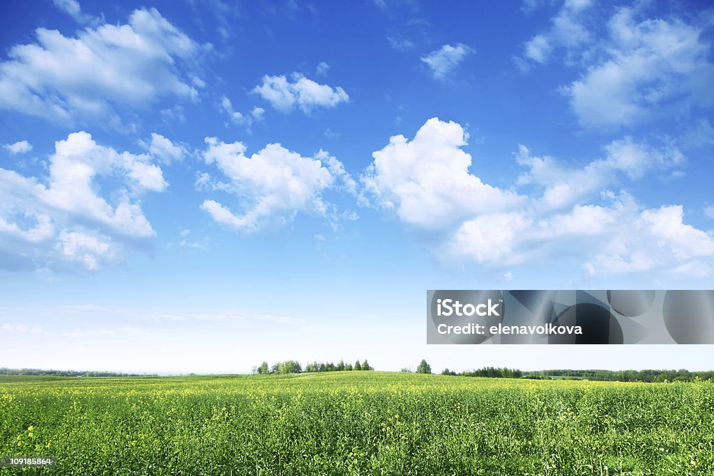 Cielo blu su campo verde. - Foto stock royalty-free di Agricoltura