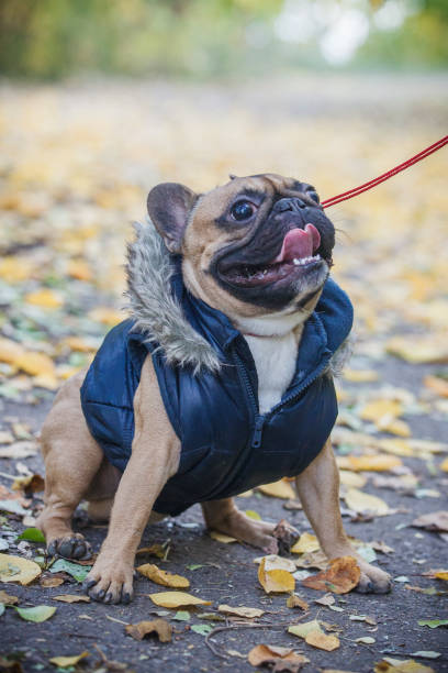 istock Purebred french bulldog. 1091861120