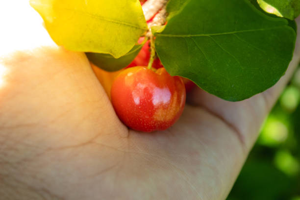 istock Acerola Close up /Acerola cherry - Acerola small cherry fruit on the tree. 1091861176