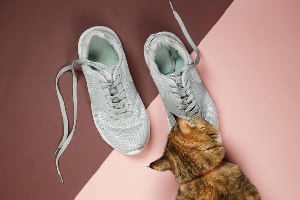 Pretty redhead cat smelling laces of sneakers on pink and brown floor. Top view, flat lay stock photo
