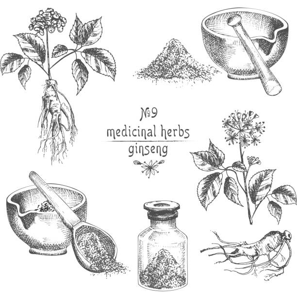Realistic Botanical ink sketch of ginseng root, flowers, berries, bottle, mortar and pestle isolated on white background, floral herbs collection. Medicine plant. Vintage rustic vector illustration.