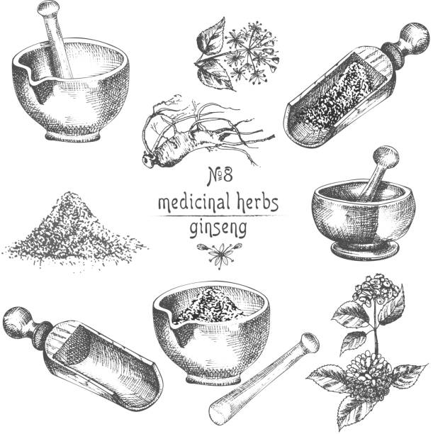 Realistic Botanical ink sketch of ginseng root, flowers, berries, bottle, mortar and pestle isolated on white background, floral herbs collection. Realistic Botanical ink sketch of ginseng root, flowers, berries, bottle, mortar and pestle isolated on white background, floral herbs collection. Medicine plant. Vintage rustic vector illustration. mortar and pestal stock illustrations