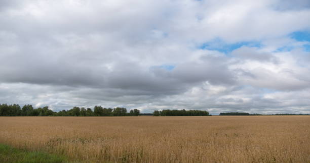 istock landscape of wheat field at harvest 1091863254