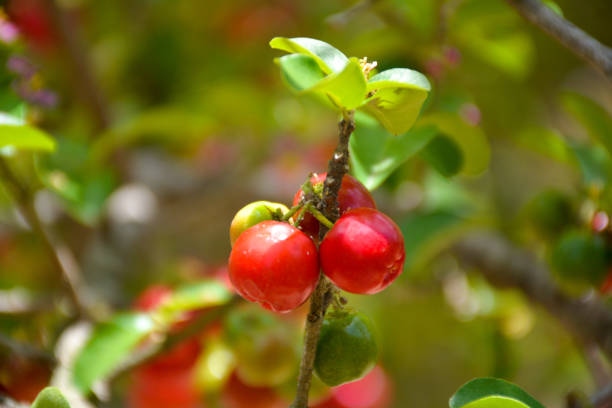 istock Fresh organic Acerola cherry on the tree, Brazil 1091863896