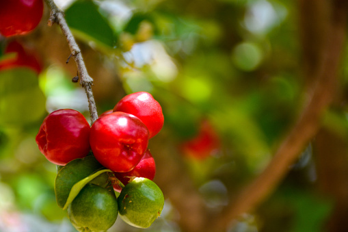 Fresh organic Acerola cherry on the tree, High vitamin C and antioxidant fruits