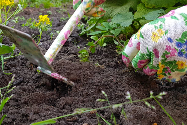 istock Gardeners hands planting flowers at back yard. 1091865974