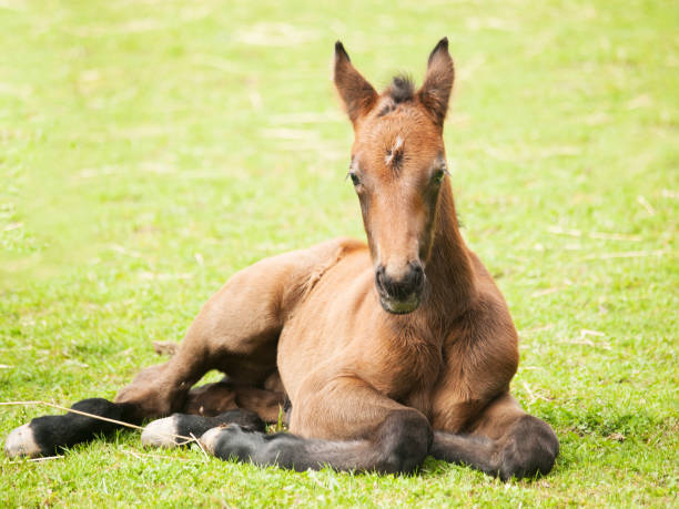 istock Young sporthorse foal lying on meadow 1091870306