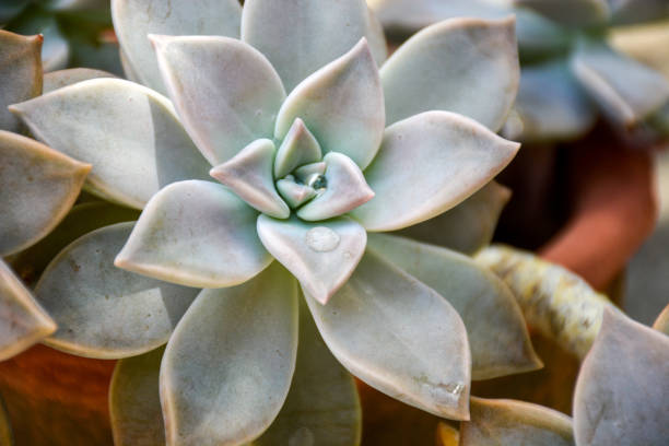 istock Graptopetalum paraguayense ( Ghost Plant ) 1091870760