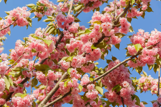 istock Spring with branches of Japanese cherry trees in blossom in Budapest 1091872088