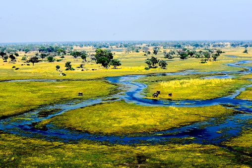While on a helicopter flight, the vast beauty seen from above of the varieties of landscape, color, texture of the Okavango Delta is hard to fathom.  Love the movement of the river swirling through the green showing the rainy season had arrived.