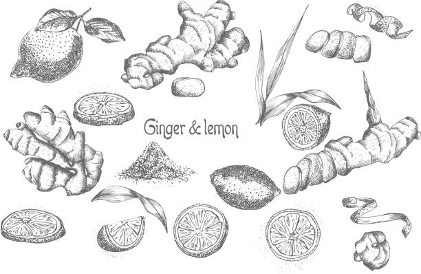 Set hand drawn of Ginger roots, lives, flowers and lemon in black color isolated on white background. Retro vintage graphic design. botanical sketch drawing, engraving style Set hand drawn of Ginger roots, lives, flowers and lemon in black color isolated on white background. Retro vintage graphic design. Botanical sketch drawing, engraving style Vector illustration. ginger ground spice root stock illustrations