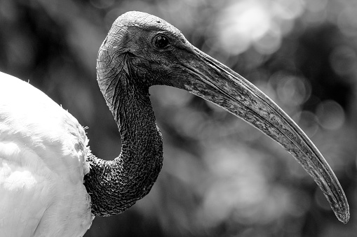 Portrait in black and white of an long beaked waterbird in Malaysia