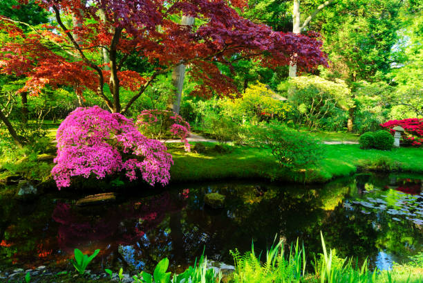 istock japanese garden in The Hague 1091875398