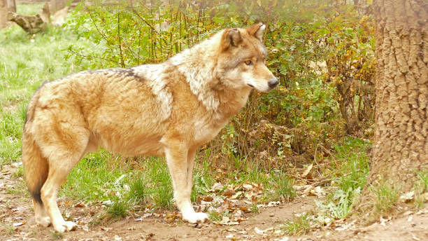 istock Light brown wolf in the wood 1091877418