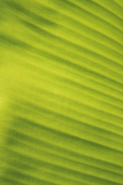 istock Blurred background of green banana leaf. 1091877986