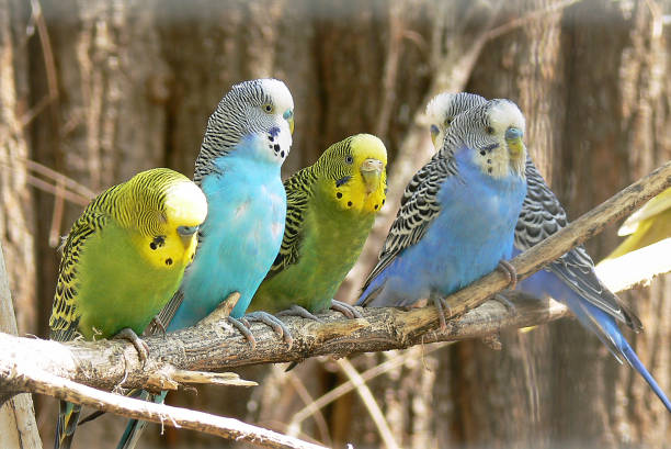 istock Budgies sitting on a branch. 1091878258
