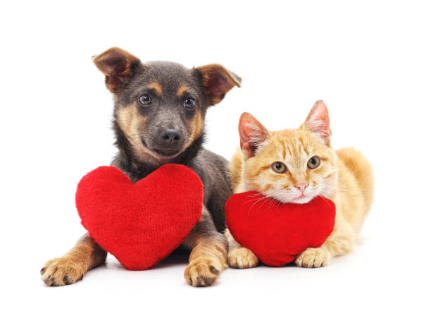 katze und hund mit roten herzen. - love valentines day heart shape kissing stock-fotos und bilder