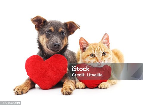 istock Cat and dog with red hearts. 1091878344