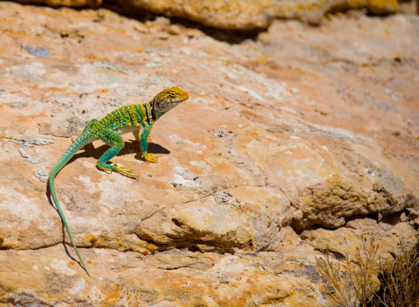 lézard à collier orientale - lizard collared lizard reptile animal photos et images de collection